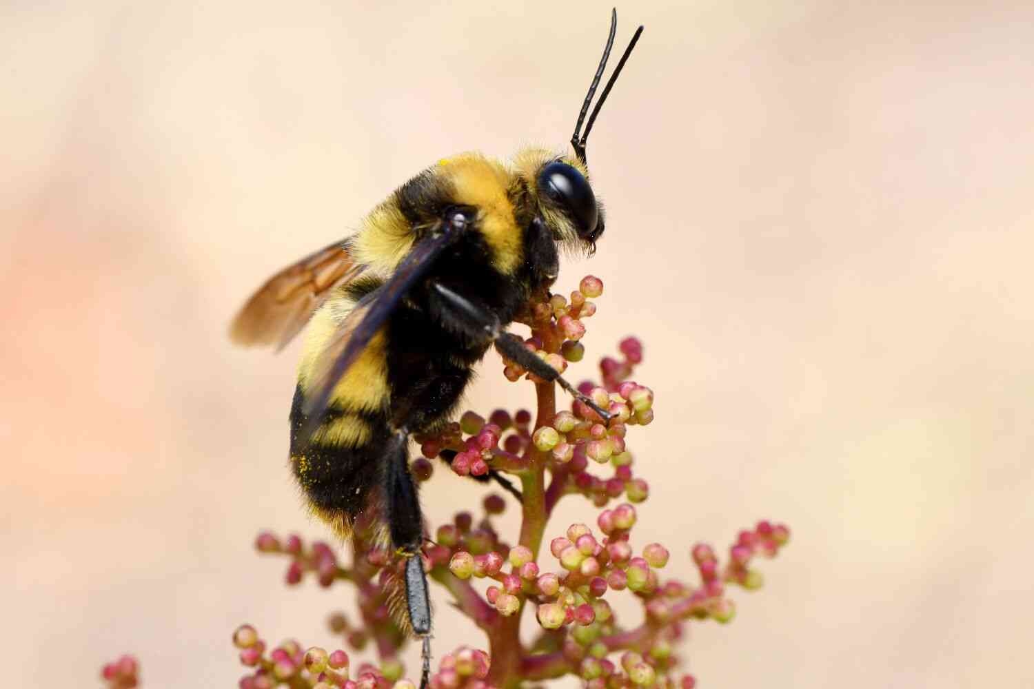Bumblebees don't need federal protection, federal appeals court rules